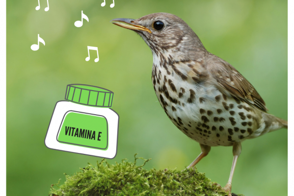 RICHIAMI: VITAMINA E PER UN CANTO DURATURO