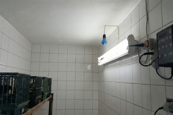 Photopériode: quel est le moment idéal pour commencer?