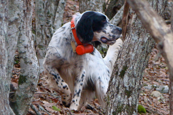 I Beeper Beretti rispettano il benessere del cane