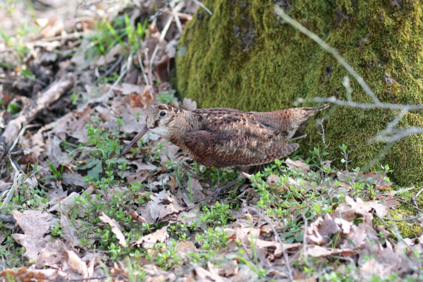 Caccia alla regina del bosco con un grande Beeper