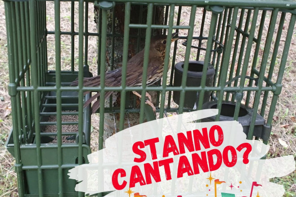 Fotoperiodo: i tuoi uccelli da richiamo stanno già cantando?