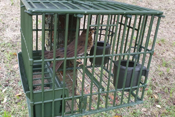 Porta fuori i tuoi uccelli da richiamo