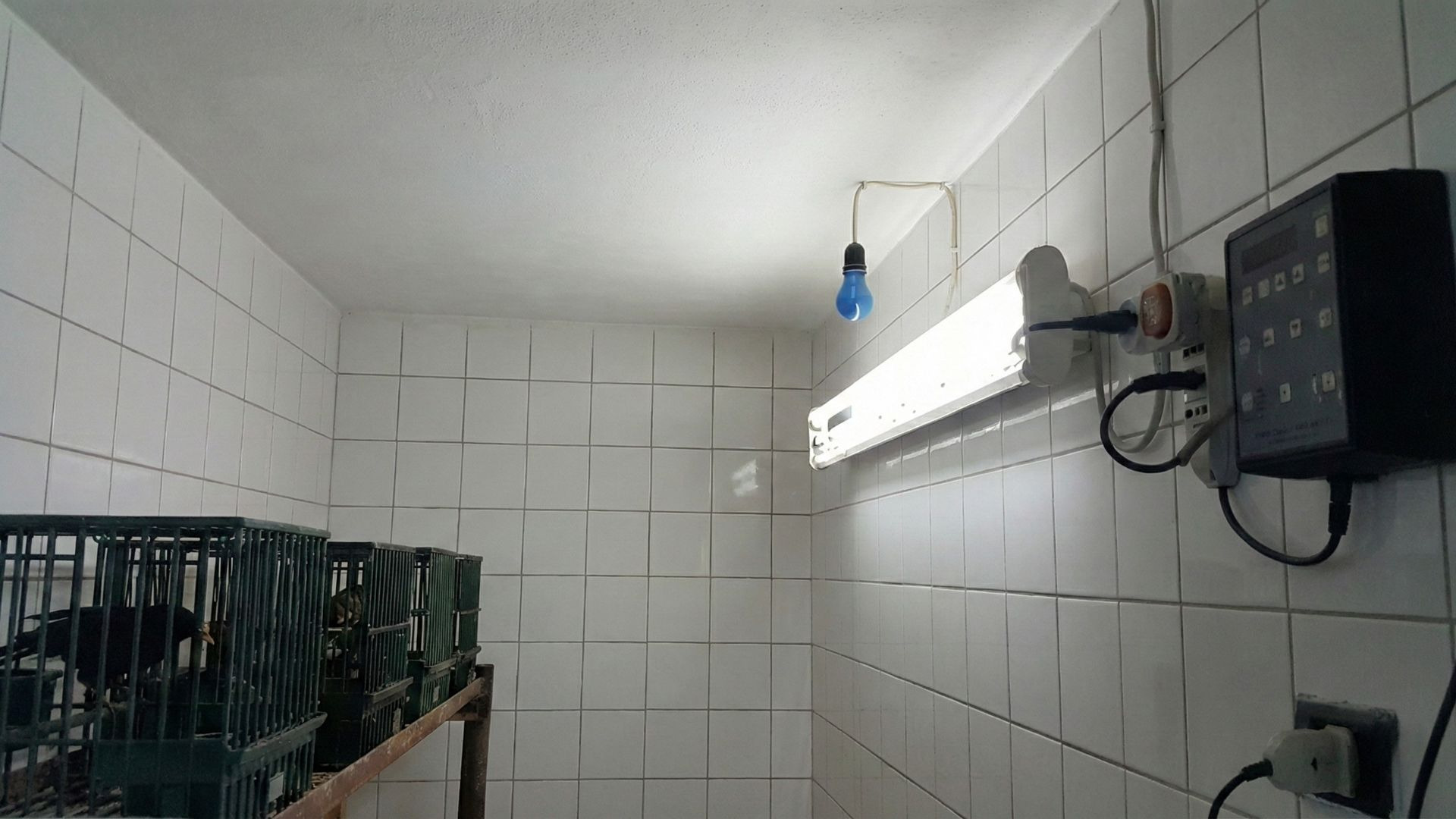 Photopériode: quel est le moment idéal pour commencer?