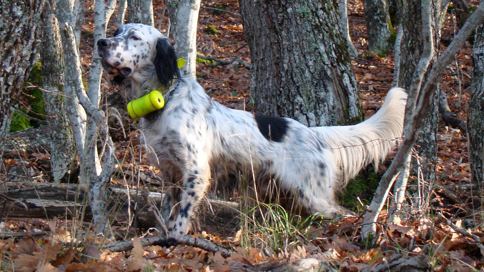 Le beeper Beretti respecte le bien-être du chien.