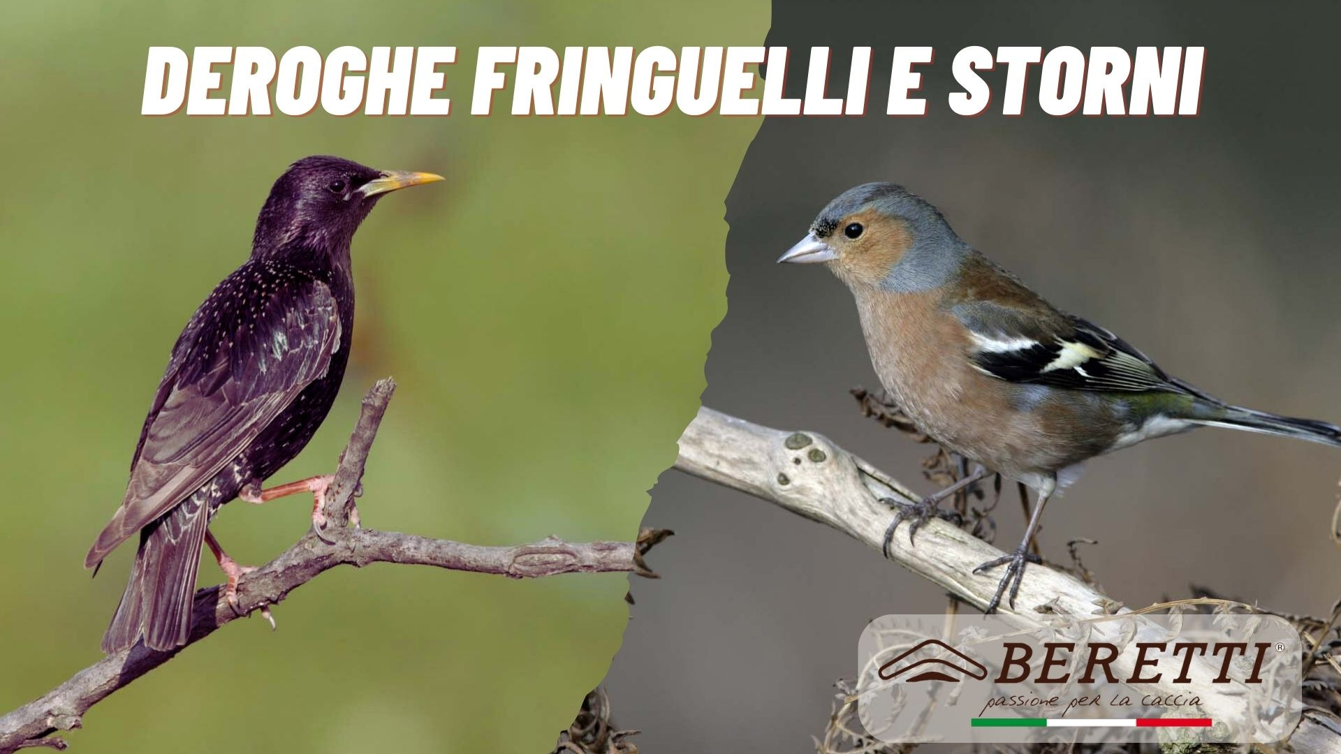 Deroghe  fringuelli e storni