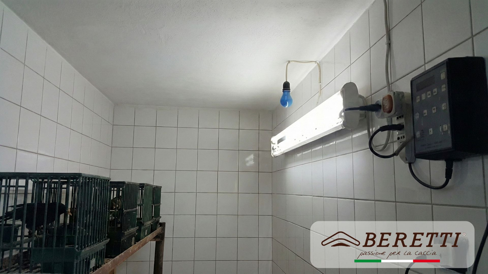 La saison de la chasse touche à sa fin : il est temps du changement pour les oiseaux appelants!